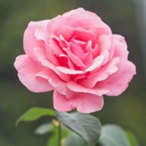 Meet your Posher, Guiliana